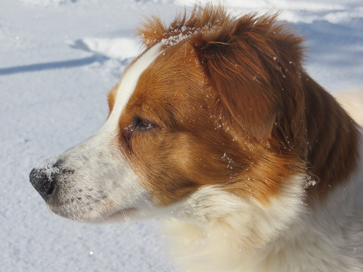 Hofhund Ilka