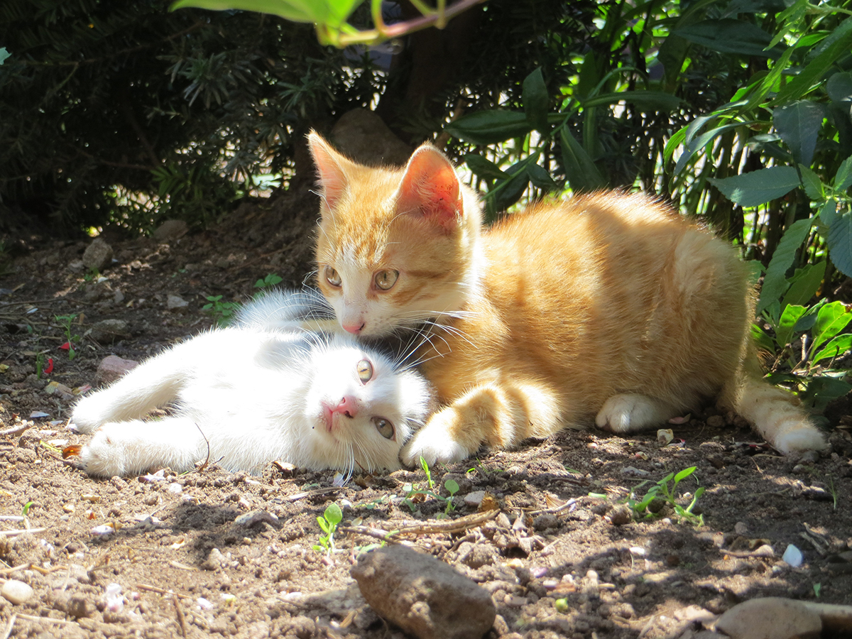 Katzen auf dem Schlosshof