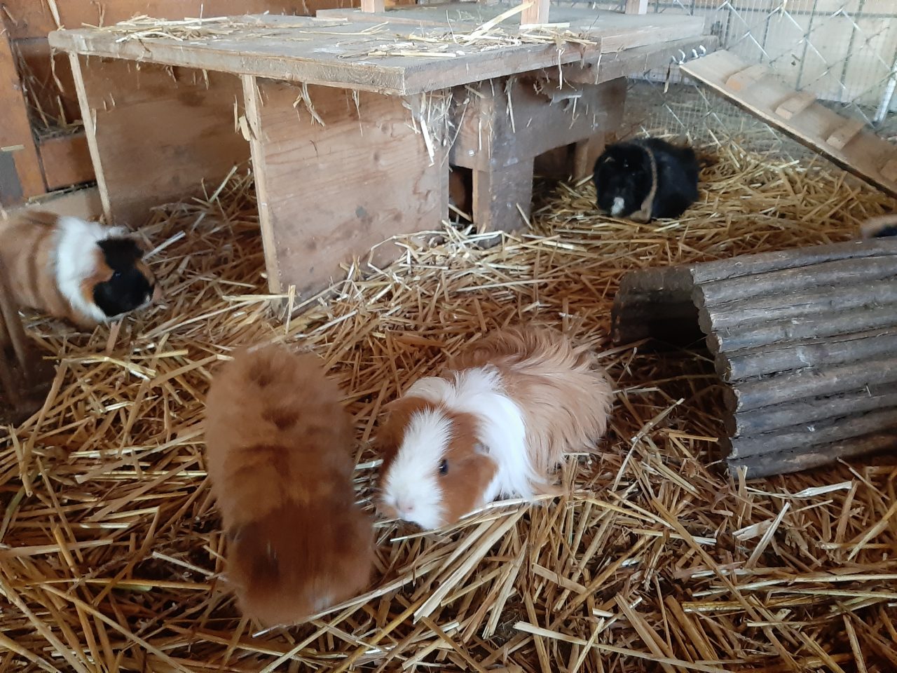 Meerschweinchen