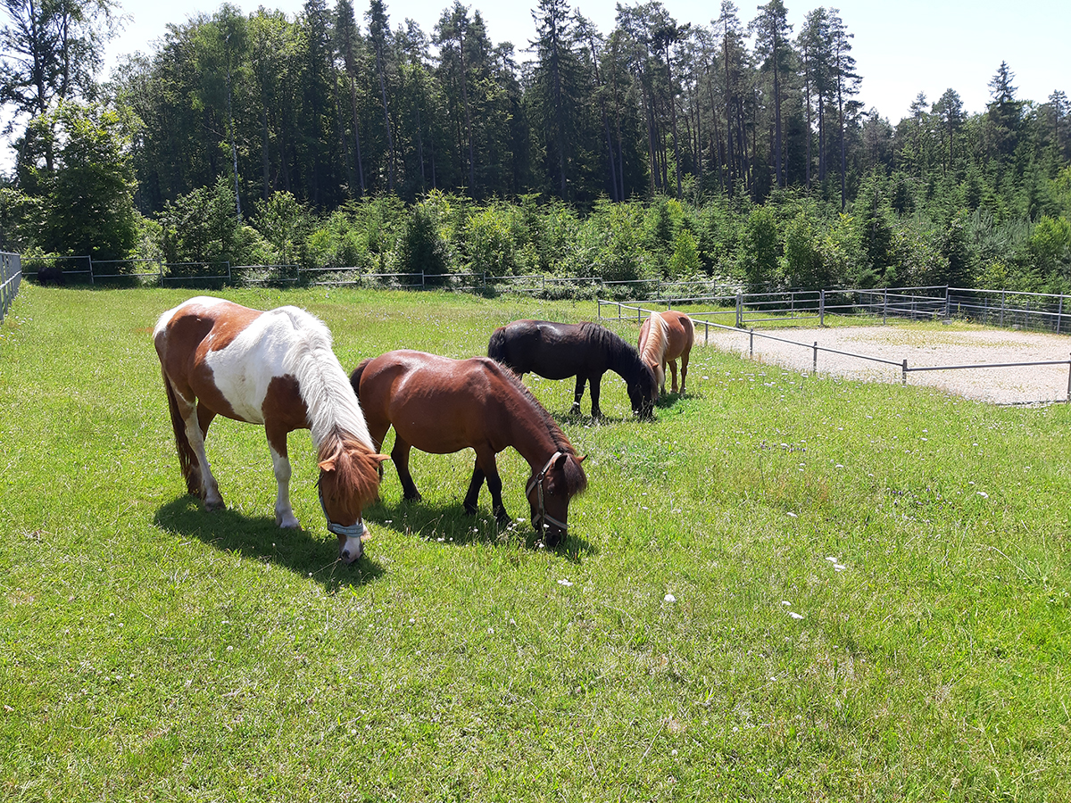 Ponys auf dem Schlosshof