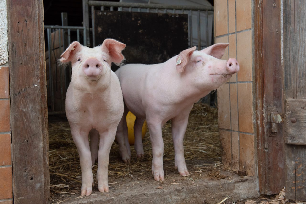 Schweine